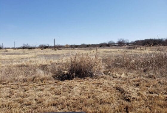 Dry grassy field with a blue sky.