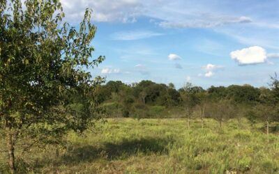 40 Acres NE County Road 2160 0